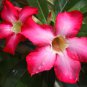 Border Gem' Adenium Obesum Indoor Bonsai Flower 2 PCS Seeds