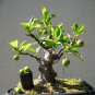 Courtyard DIY Fun Fruit and Vegetable Planting Bonsai 200 PCS Seeds