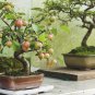 Courtyard DIY Fun Fruit and Vegetable Planting Bonsai 200 PCS Seeds