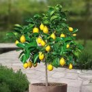 Bonsai Yellow Green Lemon Tree 30 PCS Seeds Bonsai Yellow Green Lemon Tree 30 PCS Seeds