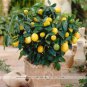 Bonsai Yellow Green Lemon Tree 30 PCS Seeds