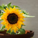 Bonsai Short Sunflower 1 PCS Seeds