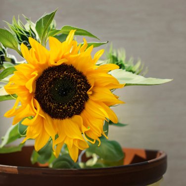 Bonsai Short Sunflower 1 PCS Seeds
