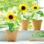 Bonsai Short Sunflower 1 PCS Seeds