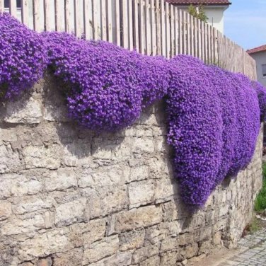 Bonsai Rock Cress Flower Climbing Plant Creeping Thyme Flores 200 PCS Seeds