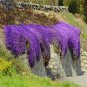 Bonsai Rock Cress Flower Climbing Plant Creeping Thyme Flores 200 PCS Seeds