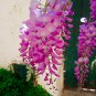 Bonsai Pink Chinese Wisteria 100 PCS Seeds
