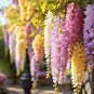 Bonsai Pink Chinese Wisteria 100 PCS Seeds