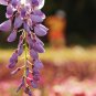 Bonsai Pink Chinese Wisteria 100 PCS Seeds