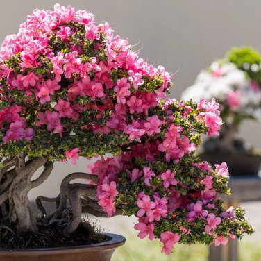 Bonsai Rhododendron Azalea Flower 100 PCS Seeds