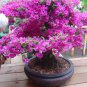 Bonsai Rhododendron Azalea Flower 100 PCS Seeds