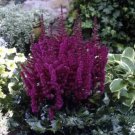 Purple Red White Blue Pink Green Colorful Perennial Garden Flowers 10 PCS Seeds
