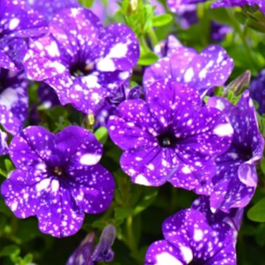 Bonsai Petunia Garden Moon Night Sky Double Purple Flowers 200 PCS Seeds
