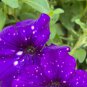 Bonsai Petunia Garden Moon Night Sky Double Purple Flowers 200 SeedsPCS Seeds