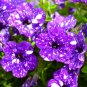 Bonsai Petunia Garden Moon Night Sky Double Purple Flowers 200 SeedsPCS Seeds