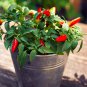 Bonsai 'Pearl' Pepper Chile Vegetables 25 PCS Seeds