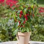 Bonsai 'Pearl' Pepper Chile Vegetables 25 PCS Seeds
