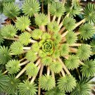 Oxalis versicolor Flowers Bonsai Flower 200 PCS Seeds