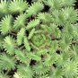 Oxalis versicolor Flowers Bonsai Flower 200 PCS Seeds
