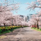 Bonsai Organic Ornamental Oriental Cherry Blossoms Sakura 20 PCS Seeds