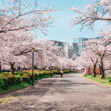 Bonsai Organic Ornamental Oriental Cherry Blossoms Sakura 20 PCS Seeds