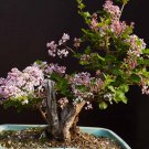 Bonsai Lilac Plant Japanese Lilac 50 PCS Seeds Bonsai Lilac Plant Japanese Lilac 50 PCS Seeds