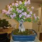 Bonsai Lilac Plant Japanese Lilac 50 PCS Seeds
