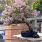 Bonsai Lilac Plant Japanese Lilac 50 PCS Seeds