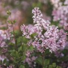Bonsai Lilac Plant Japanese Lilac (Extremely Fragrant) 50 PCS Seeds