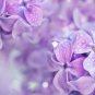 Bonsai Lilac Plant Japanese Lilac (Extremely Fragrant) 50 PCS Seeds