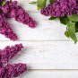 Lilac Flower Syringa Vulgaris Sensation Bonsai Lilac Flower 200 PCS Seeds