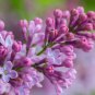 Lilac Flower Syringa Vulgaris Sensation Bonsai Lilac Flower 200 PCS Seeds