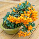 Bonsai Orange Pyracantha fortuneana Firethorn Perennial Tree  20 PCS Seeds