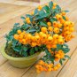 Bonsai Orange Pyracantha fortuneana Firethorn Perennial Tree  20 PCS Seeds