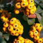Bonsai Orange Pyracantha fortuneana Firethorn Perennial Tree 20 PCS Seeds
