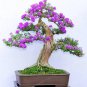 Bonsai Lilac Bonsai Japanese Lilac 100 PCS Seeds