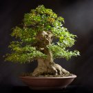 Bonsai Japanese Red Cedar Cryptomeria Japonica 30 PCS Seeds Bonsai Japanese Red Cedar Cryptomeria Japonica 30 PCS Seeds