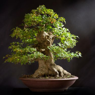 Bonsai Japanese Red Cedar Cryptomeria Japonica 30 PCS Seeds
