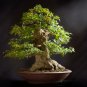 Bonsai Japanese Red Cedar Cryptomeria Japonica 30 PCS Seeds