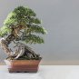 Bonsai Japanese Red Cedar Cryptomeria Japonica 30 PCS Seeds