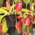 Bonsai Nepenthes 10 PCS Seeds