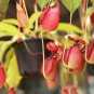 Bonsai Nepenthes 10 PCS Seeds