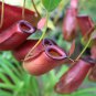 Bonsai Nepenthes 10 PCS Seeds
