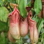 Bonsai Nepenthes 10 PCS Seeds
