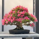 Mountain Azalea Rhododendron Simsii Satsuki Mixed Color Flower 100 PCS Seeds Mountain Azalea Rhododendron Simsii Satsuki Mixed Color Flower 100 PCS Seeds