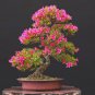 Mountain Azalea Rhododendron Simsii Satsuki Mixed Color Flower 100 PCS Seeds