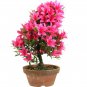 Mountain Azalea Rhododendron Simsii Satsuki Mixed Color Flower 100 PCS Seeds