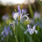 Bonsai Iris Flores para jardim Semenata of Flowers Perennial 100 PCS Seeds