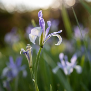 Bonsai Iris Flores para jardim Semenata of Flowers Perennial 100 PCS Seeds