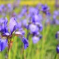 Bonsai Iris Flores para jardim Semenata of Flowers Perennial 100 PCS Seeds
